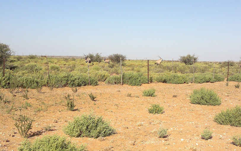 3. Oorsig - Gemsbokke by die begraafplaas