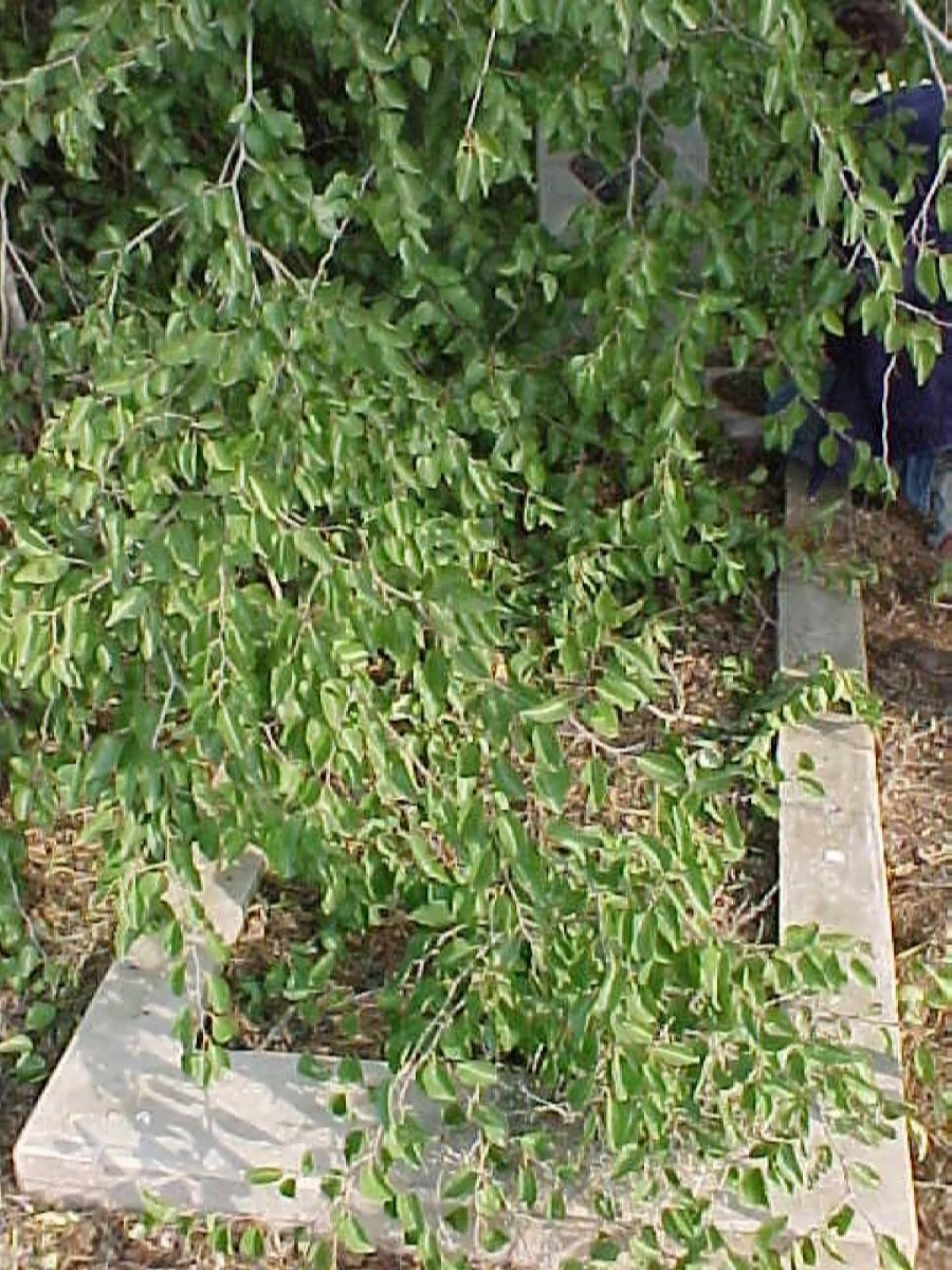 ? Unmarked grave