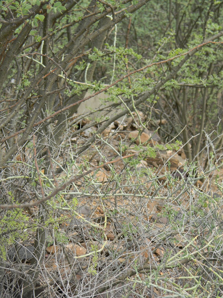 ? Unmarked Grave